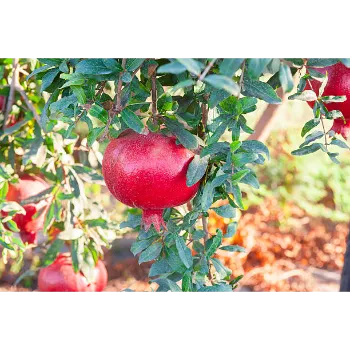 Natural Pomegranate Plant
